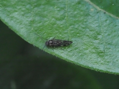 Philotarsidae