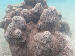 Platygyra carnosus