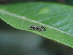 Philotarsidae