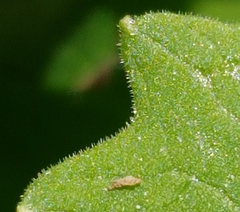 Doronicum caucasicum