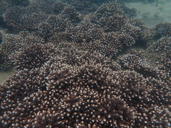 Acropora tumida