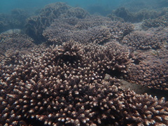 Acropora tumida