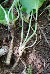 Doronicum caucasicum