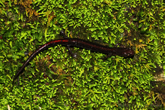 Plethodon angusticlavius