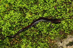 Plethodon angusticlavius