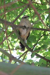 Mimus saturninus