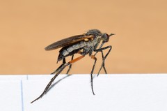Empis pulchripes