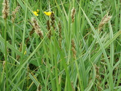 Carex vulpina
