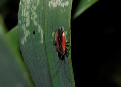 Dionconotus neglectus neglectus