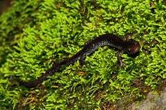 Plethodon angusticlavius