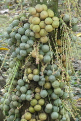 Baccaurea macrocarpa