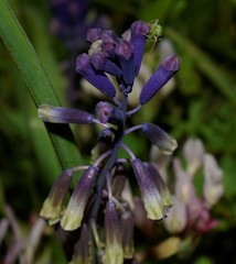 Bellevalia trifoliata