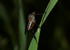 Empis pulchripes