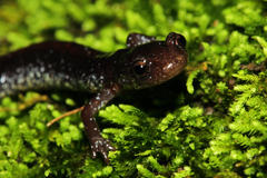 Plethodon angusticlavius