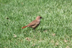 Furnarius rufus