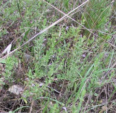 Hedeoma reverchonii