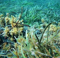 Siphonognathus argyrophanes