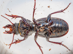 Mecodema moniliferum