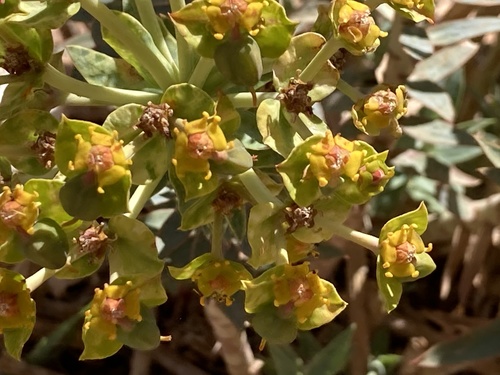 Euphorbia oxyphylla image