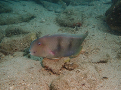 Iniistius trivittatus