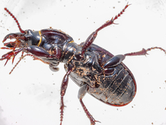 Mecodema moniliferum