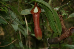 Nepenthes edwardsiana