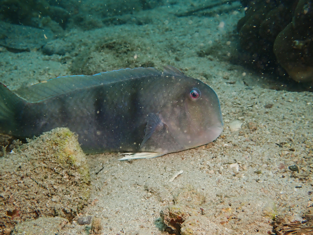 Three Banded Razorfish
