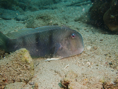 Iniistius trivittatus