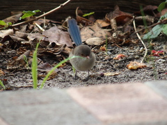 Malurus splendens splendens