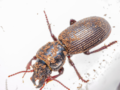 Mecodema moniliferum