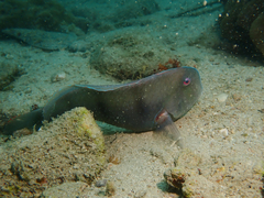 Iniistius trivittatus