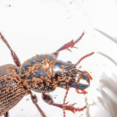 Mecodema moniliferum