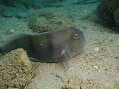 Iniistius trivittatus