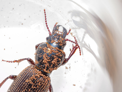 Mecodema moniliferum