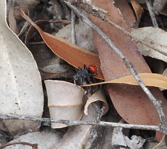 Ephutomorpha distinguenda