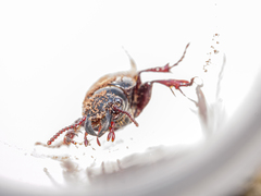 Mecodema moniliferum