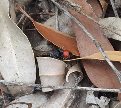 Ephutomorpha distinguenda