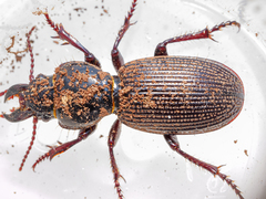 Mecodema moniliferum