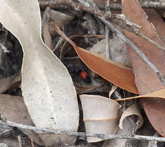 Ephutomorpha distinguenda