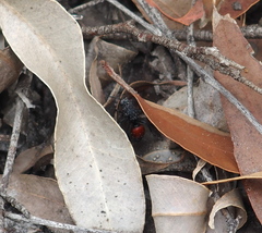 Ephutomorpha distinguenda