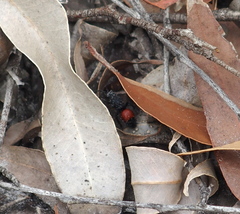 Ephutomorpha distinguenda