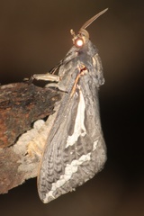 Abantiades argentata