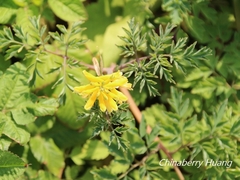 Corydalis formosana