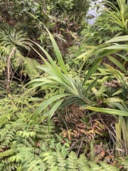 Freycinetia formosana