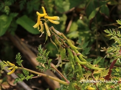 Corydalis formosana
