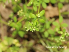 Galium bungei trachyspermum