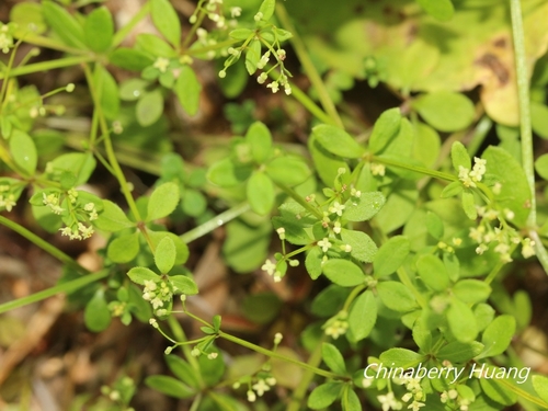 Galium trachyspermum iNat (1)
