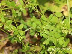 Galium bungei trachyspermum