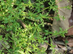 Galium bungei trachyspermum