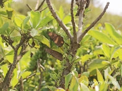 Euploea sylvester swinhoei